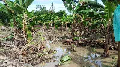 Desborde del río afecta plantaciones de banano en Chimoré