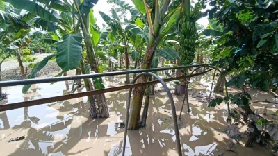 Desborde del río afecta plantaciones de banano en Chimoré