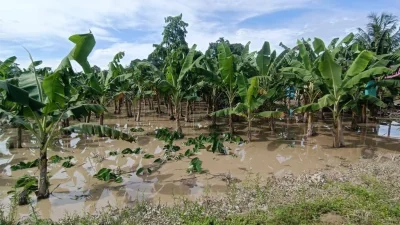 Desborde del río afecta plantaciones de banano en Chimoré