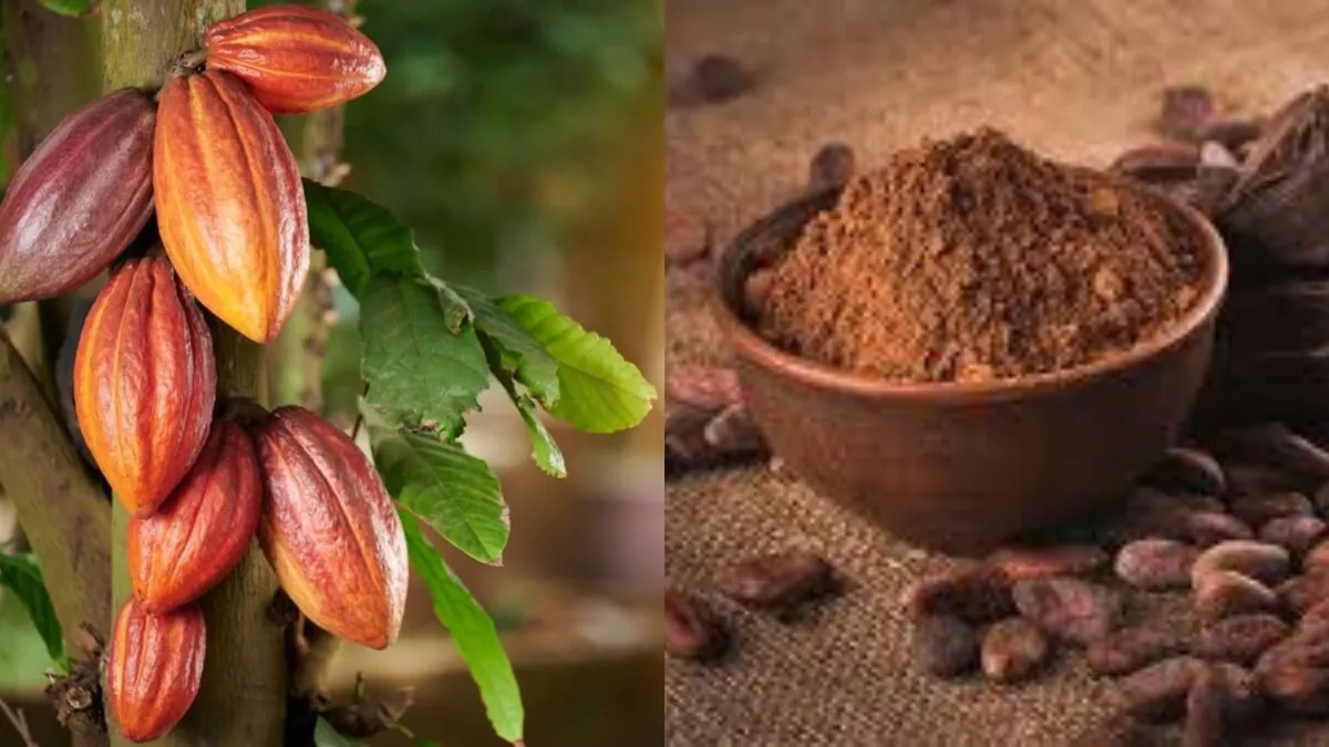 Cacao boliviano crece 922%: pasa de $1 millón a $10 millones con fuerte inversión social