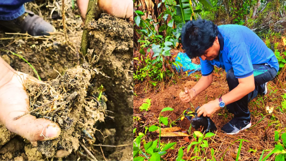 Evo Morales impulsa una revolución verde: propone plantar 10 millones de árboles cada año para preservar la Pachamama