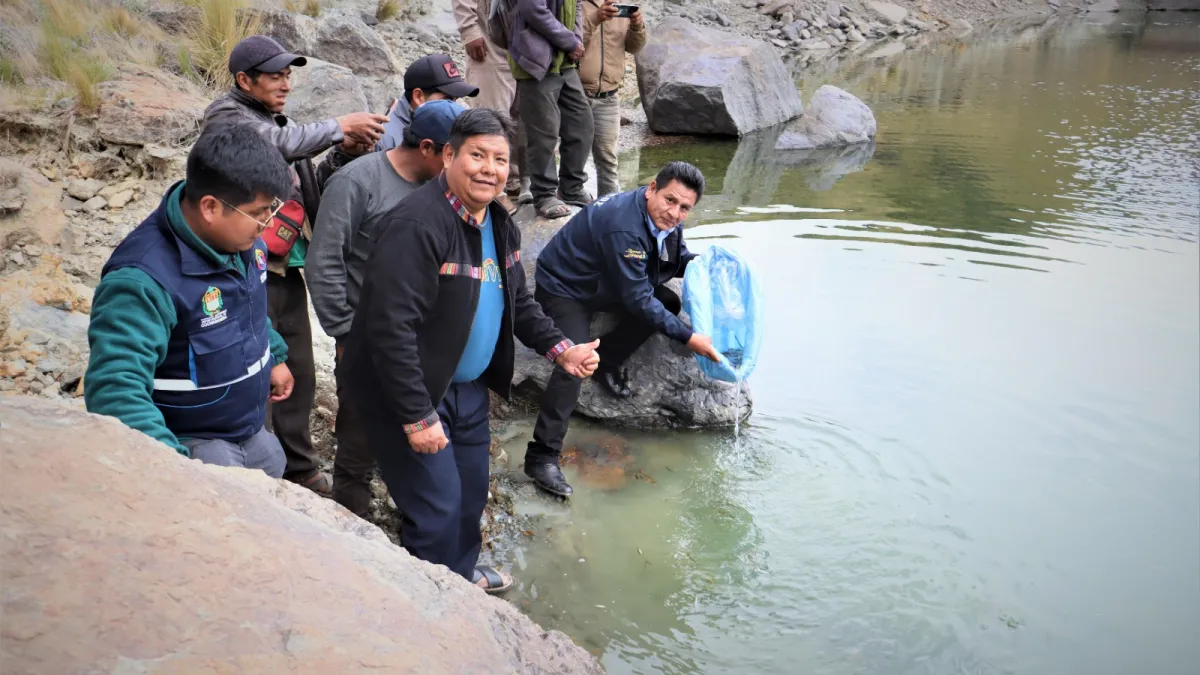 Impulsan la piscicultura en Cochabamba con la siembra de alevines de trucha en Tranca Centro - Sacaba