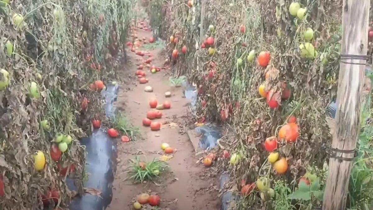 ¡Desastre en los valles cruceños: productores dejan pudrirse el tomate por precios que no cubren ni los costos!